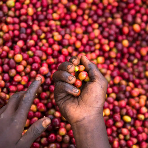 Day 4 – Welcome in Ruanda